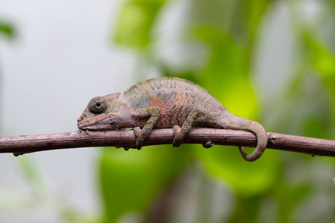 Ambilobe From "Fantara-makara" (AKA Star Gazer) x "Ontany-fango" (AKA Question Mark) - Hatched June - July 2026 - Male #6