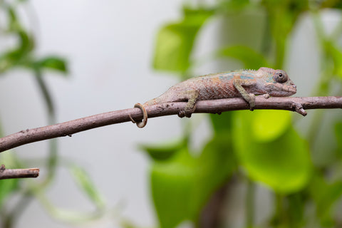 Ambilobe From "Fantara-makara" (AKA Star Gazer) x "Ontany-fango" (AKA Question Mark) - Hatched June - July 2026 - Male #6