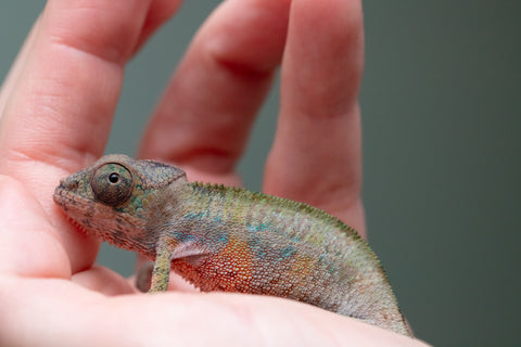 Ambilobe From "Fantara-makara" (AKA Star Gazer) x "Ontany-fango" (AKA Question Mark) - Hatched June - July 2026 - Male #6