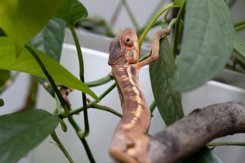 Holdbacks/Individuals: Ambilobe Offspring From "Fantara-makara" (AKA Star Gazer) x "Safo-drano" (AKA Deluge) - Hatched Jan 2026 - Female #1