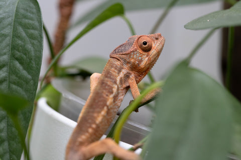 Holdbacks/Individuals: Ambilobe Offspring From "Fantara-makara" (AKA Star Gazer) x "Safo-drano" (AKA Deluge) - Hatched Jan 2026 - Female #1