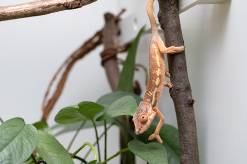 Holdbacks/Individuals: Ambilobe Offspring From "Fantara-makara" (AKA Star Gazer) x "Safo-drano" (AKA Deluge) - Hatched Jan 2026 - Female #1
