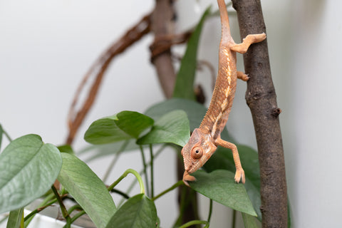 Holdbacks/Individuals: Ambilobe Offspring From "Fantara-makara" (AKA Star Gazer) x "Safo-drano" (AKA Deluge) - Hatched Jan 2026 - Female #1
