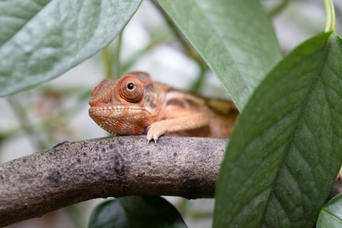 Holdbacks/Individuals: Ambilobe Offspring From "Fantara-makara" (AKA Star Gazer) x "Safo-drano" (AKA Deluge) - Hatched Jan 2026 - Female #1