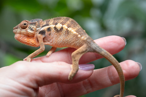 Holdbacks/Individuals: Ambilobe Offspring From "Fantara-makara" (AKA Star Gazer) x "Safo-drano" (AKA Deluge) - Hatched Jan 2026 - Female #1