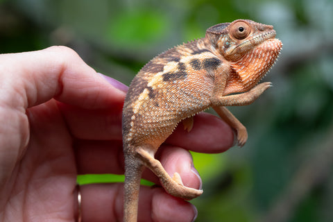 Holdbacks/Individuals: Ambilobe Offspring From "Fantara-makara" (AKA Star Gazer) x "Safo-drano" (AKA Deluge) - Hatched Jan 2026 - Female #1