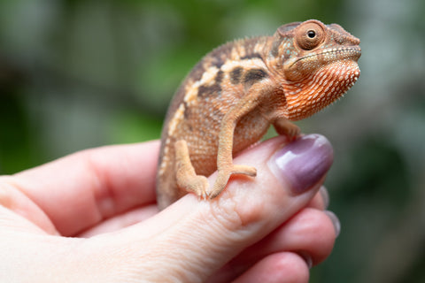 Holdbacks/Individuals: Ambilobe Offspring From "Fantara-makara" (AKA Star Gazer) x "Safo-drano" (AKA Deluge) - Hatched Jan 2026 - Female #1