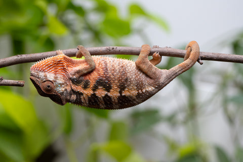 Ambilobe From "Fantara-makara" (AKA Star Gazer) x "Safo-drano" (AKA Deluge) - Hatched Jan 2026 - Female #1