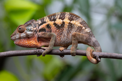 Ambilobe From "Fantara-makara" (AKA Star Gazer) x "Safo-drano" (AKA Deluge) - Hatched Jan 2026 - Female #1