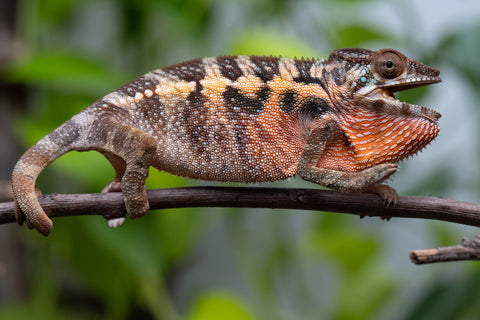 Ambilobe From "Fantara-makara" (AKA Star Gazer) x "Safo-drano" (AKA Deluge) - Hatched Jan 2026 - Female #1