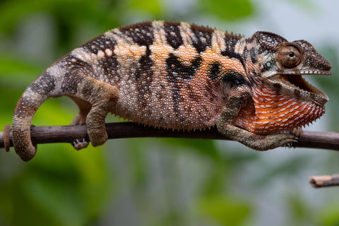 Ambilobe From "Fantara-makara" (AKA Star Gazer) x "Safo-drano" (AKA Deluge) - Hatched Jan 2026 - Female #1