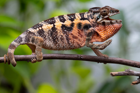 Ambilobe From "Fantara-makara" (AKA Star Gazer) x "Safo-drano" (AKA Deluge) - Hatched Jan 2026 - Female #1