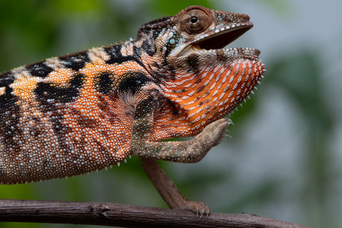 Ambilobe From "Fantara-makara" (AKA Star Gazer) x "Safo-drano" (AKA Deluge) - Hatched Jan 2026 - Female #1