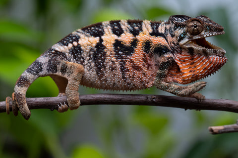 Ambilobe From "Fantara-makara" (AKA Star Gazer) x "Safo-drano" (AKA Deluge) - Hatched Jan 2026 - Female #1