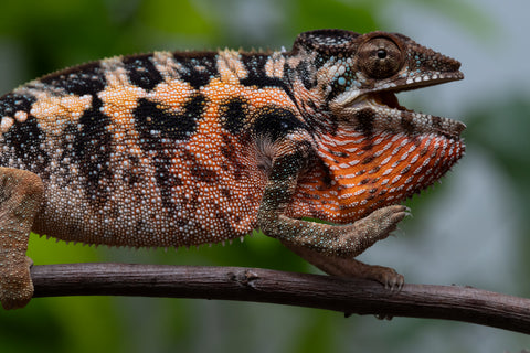 Ambilobe From "Fantara-makara" (AKA Star Gazer) x "Safo-drano" (AKA Deluge) - Hatched Jan 2026 - Female #1