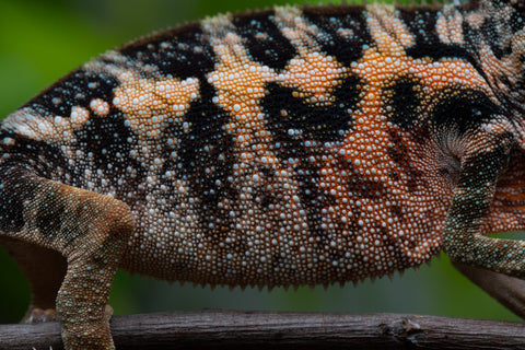 Ambilobe From "Fantara-makara" (AKA Star Gazer) x "Safo-drano" (AKA Deluge) - Hatched Jan 2026 - Female #1
