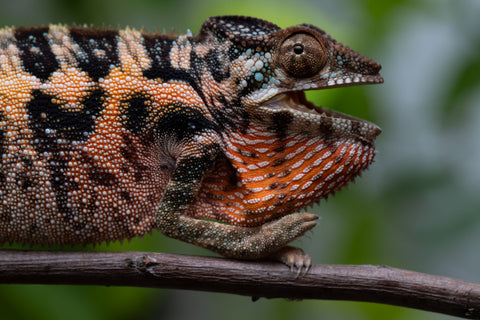 Ambilobe From "Fantara-makara" (AKA Star Gazer) x "Safo-drano" (AKA Deluge) - Hatched Jan 2026 - Female #1