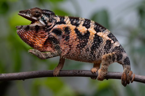 Ambilobe From "Fantara-makara" (AKA Star Gazer) x "Safo-drano" (AKA Deluge) - Hatched Jan 2026 - Female #1
