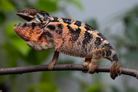 Ambilobe From "Fantara-makara" (AKA Star Gazer) x "Safo-drano" (AKA Deluge) - Hatched Jan 2026 - Female #1