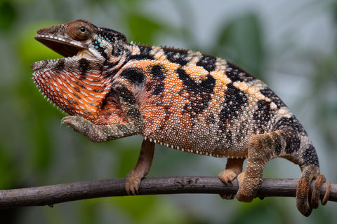 Ambilobe From "Fantara-makara" (AKA Star Gazer) x "Safo-drano" (AKA Deluge) - Hatched Jan 2026 - Female #1