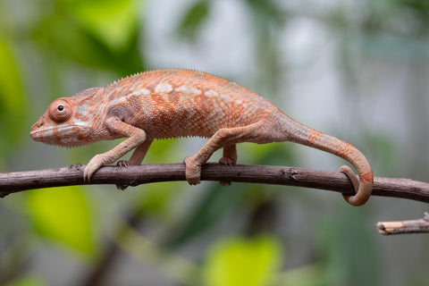 Ambilobe From "Fantara-makara" (AKA Star Gazer) x "Safo-drano" (AKA Deluge) - Hatched Jan 2026 - Female #2