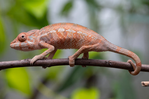Ambilobe From "Fantara-makara" (AKA Star Gazer) x "Safo-drano" (AKA Deluge) - Hatched Jan 2026 - Female #2