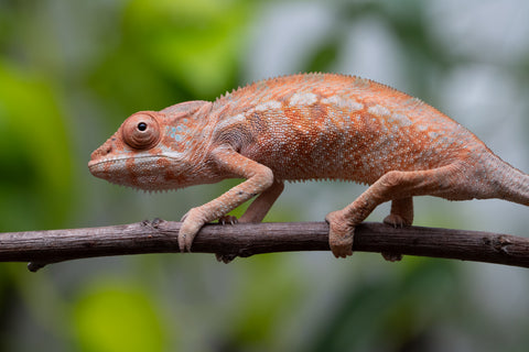 Ambilobe From "Fantara-makara" (AKA Star Gazer) x "Safo-drano" (AKA Deluge) - Hatched Jan 2026 - Female #2