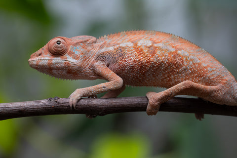Ambilobe From "Fantara-makara" (AKA Star Gazer) x "Safo-drano" (AKA Deluge) - Hatched Jan 2026 - Female #2