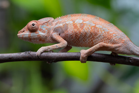 Ambilobe From "Fantara-makara" (AKA Star Gazer) x "Safo-drano" (AKA Deluge) - Hatched Jan 2026 - Female #2