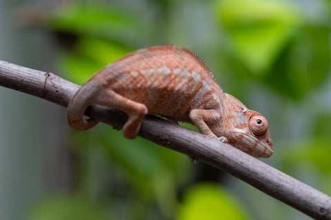 Ambilobe From "Fantara-makara" (AKA Star Gazer) x "Safo-drano" (AKA Deluge) - Hatched Jan 2026 - Female #2