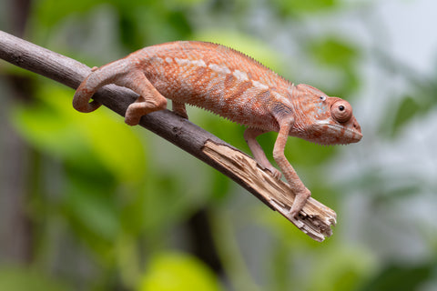 Ambilobe From "Fantara-makara" (AKA Star Gazer) x "Safo-drano" (AKA Deluge) - Hatched Jan 2026 - Female #2