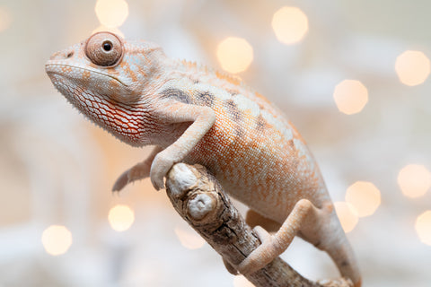 Holdbacks/Individuals: Ambilobe Offspring From "Fantara-makara" (AKA Star Gazer) x "Safo-drano" (AKA Deluge) - Hatched Dec 2025 - Female #2