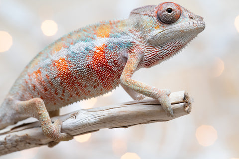 Holdbacks/Individuals: Ambilobe offspring from "Fantara-makara" (AKA Star Gazer) x "Safo-drano" (AKA Deluge) - Hatched Dec 2025 - Male #3