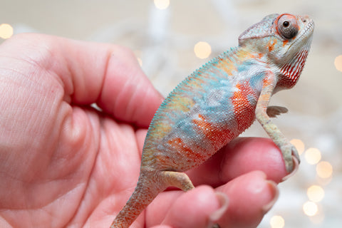 Holdbacks/Individuals: Ambilobe offspring from "Fantara-makara" (AKA Star Gazer) x "Safo-drano" (AKA Deluge) - Hatched Dec 2025 - Male #4