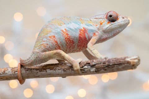 Holdbacks/Individuals: Ambilobe offspring from "Fantara-makara" (AKA Star Gazer) x "Safo-drano" (AKA Deluge) - Hatched Dec 2025 - Male #4