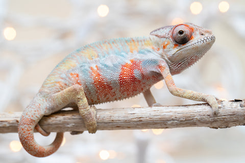 Holdbacks/Individuals: Ambilobe offspring from "Fantara-makara" (AKA Star Gazer) x "Safo-drano" (AKA Deluge) - Hatched Dec 2025 - Male #4