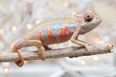 Holdbacks/Individuals: Ambilobe offspring from "Fantara-makara" (AKA Star Gazer) x "Safo-drano" (AKA Deluge) - Hatched Dec 2025 - Male #4