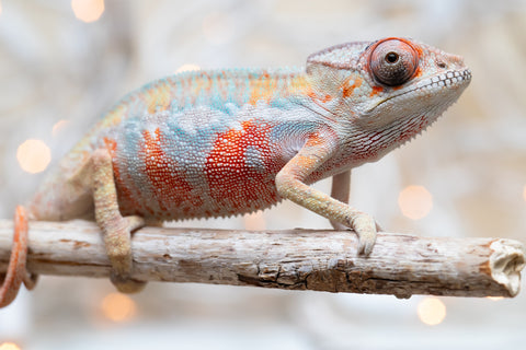 Holdbacks/Individuals: Ambilobe offspring from "Fantara-makara" (AKA Star Gazer) x "Safo-drano" (AKA Deluge) - Hatched Dec 2025 - Male #4