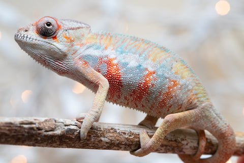 Holdbacks/Individuals: Ambilobe offspring from "Fantara-makara" (AKA Star Gazer) x "Safo-drano" (AKA Deluge) - Hatched Dec 2025 - Male #4