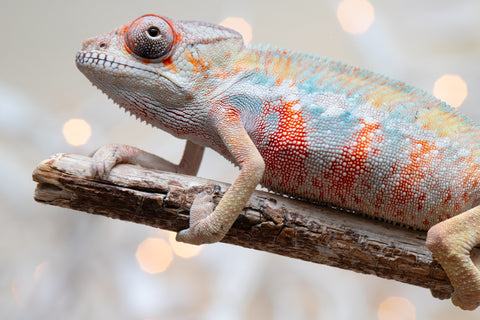 Holdbacks/Individuals: Ambilobe offspring from "Fantara-makara" (AKA Star Gazer) x "Safo-drano" (AKA Deluge) - Hatched Dec 2025 - Male #4