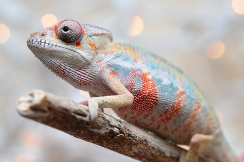 Holdbacks/Individuals: Ambilobe offspring from "Fantara-makara" (AKA Star Gazer) x "Safo-drano" (AKA Deluge) - Hatched Dec 2025 - Male #4