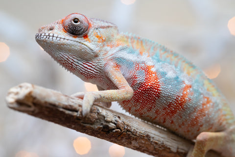 Holdbacks/Individuals: Ambilobe offspring from "Fantara-makara" (AKA Star Gazer) x "Safo-drano" (AKA Deluge) - Hatched Dec 2025 - Male #4