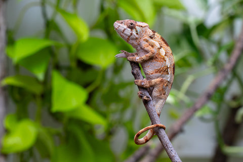 Ambilobe From "Fiadanana" (AKA Tranquility) x "Fohy-mofo" (AKA Shortbread) - Hatched March - April 2026 - Female #1