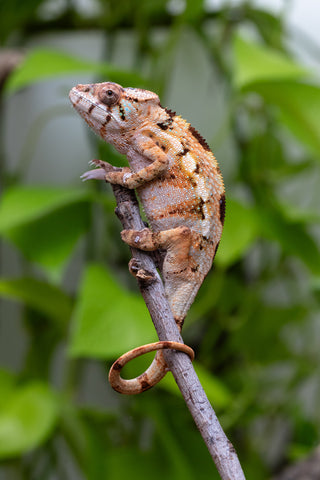 Ambilobe From "Fiadanana" (AKA Tranquility) x "Fohy-mofo" (AKA Shortbread) - Hatched March - April 2026 - Female #1