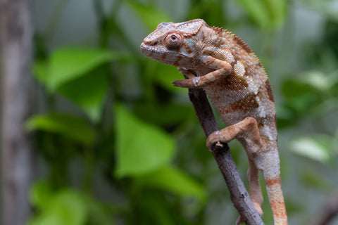 Ambilobe From "Fiadanana" (AKA Tranquility) x "Fohy-mofo" (AKA Shortbread) - Hatched March - April 2026 - Female #1