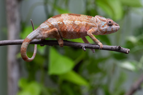 Ambilobe From "Fiadanana" (AKA Tranquility) x "Fohy-mofo" (AKA Shortbread) - Hatched March - April 2026 - Female #1
