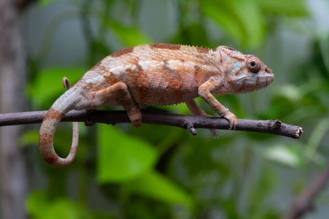 Ambilobe From "Fiadanana" (AKA Tranquility) x "Fohy-mofo" (AKA Shortbread) - Hatched March - April 2026 - Female #1