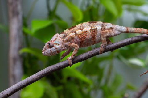 Ambilobe From "Fiadanana" (AKA Tranquility) x "Fohy-mofo" (AKA Shortbread) - Hatched March - April 2026 - Female #1