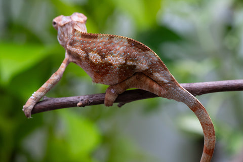Ambilobe From "Fiadanana" (AKA Tranquility) x "Fohy-mofo" (AKA Shortbread) - Hatched March - April 2026 - Female #1