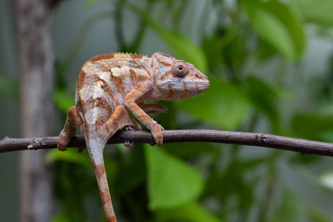 Ambilobe From "Fiadanana" (AKA Tranquility) x "Fohy-mofo" (AKA Shortbread) - Hatched March - April 2026 - Female #1